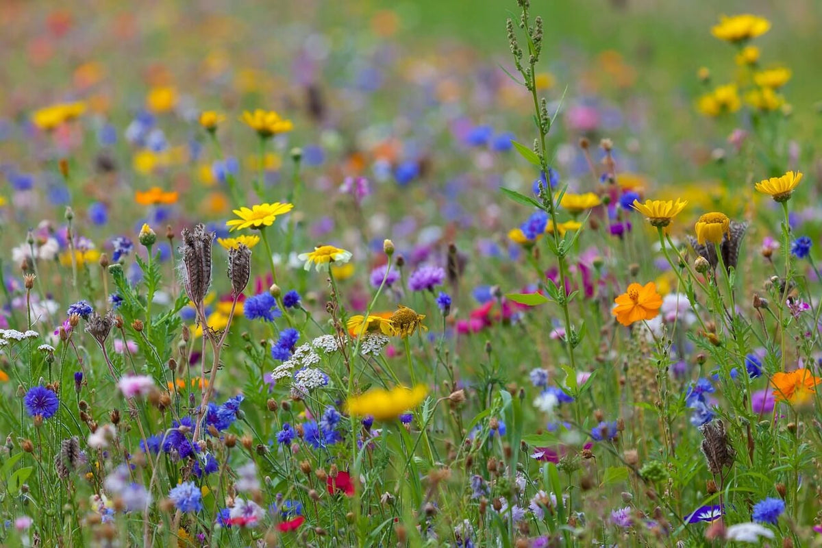 welke-grondsoorten-zijn-geschikt-voor-veldbloemen