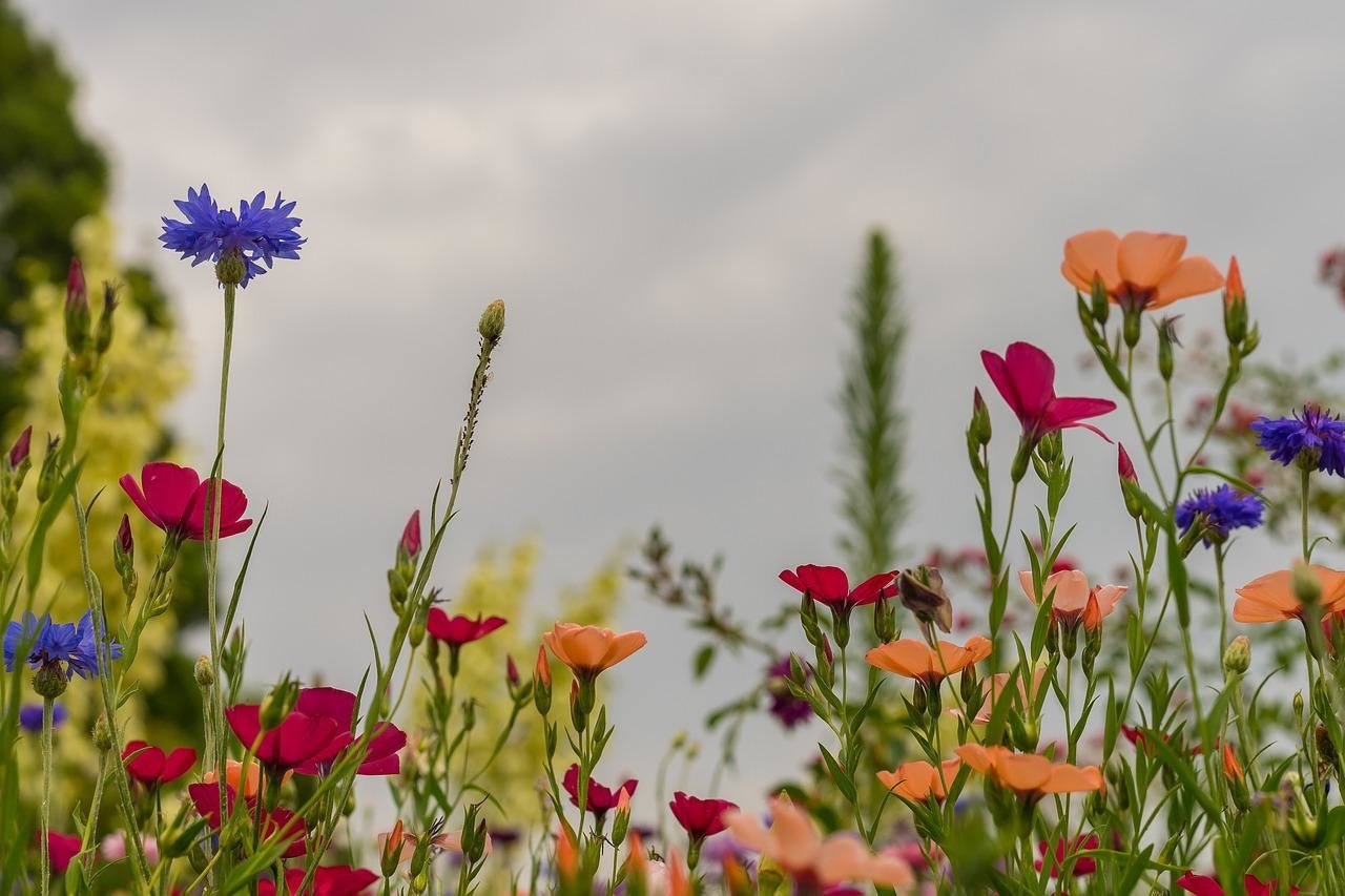Semer des fleurs sauvages à l'automne