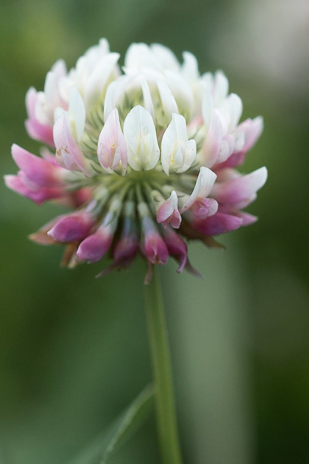 Witte klaver - Trifolium