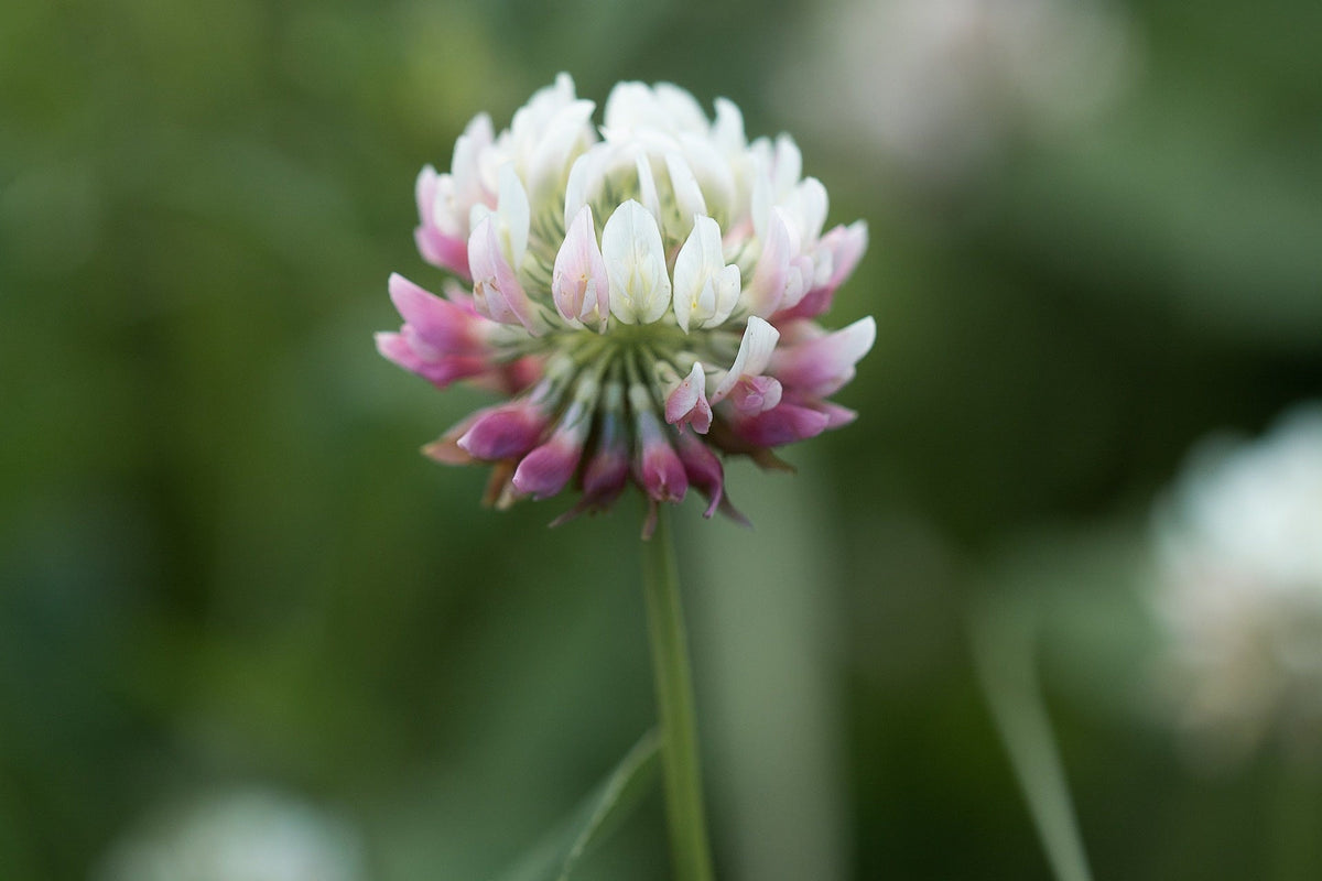 Witte klaver - Trifolium