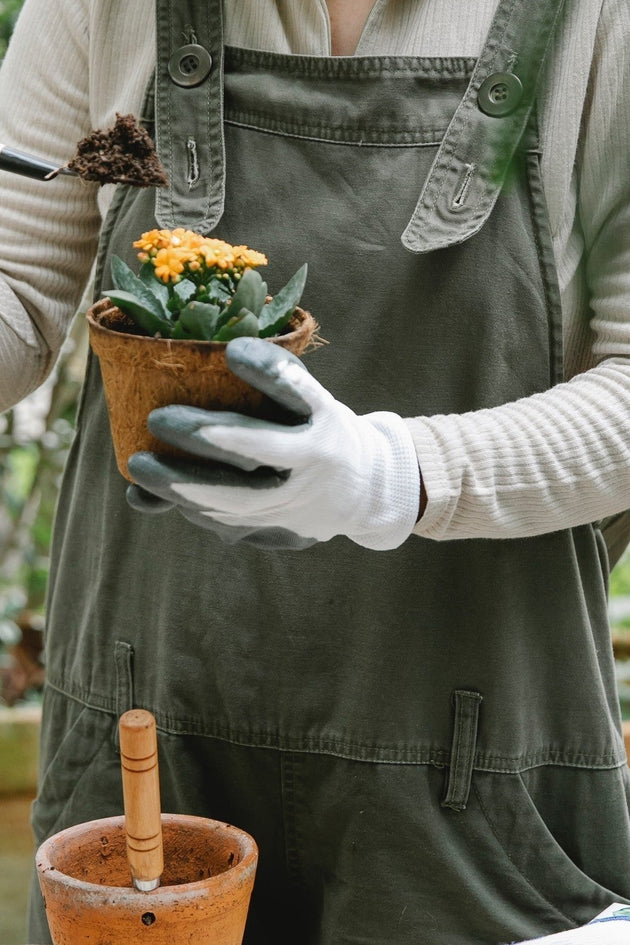 Zaaikalenderbloemen