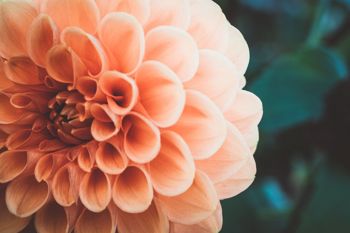 Zinnia1