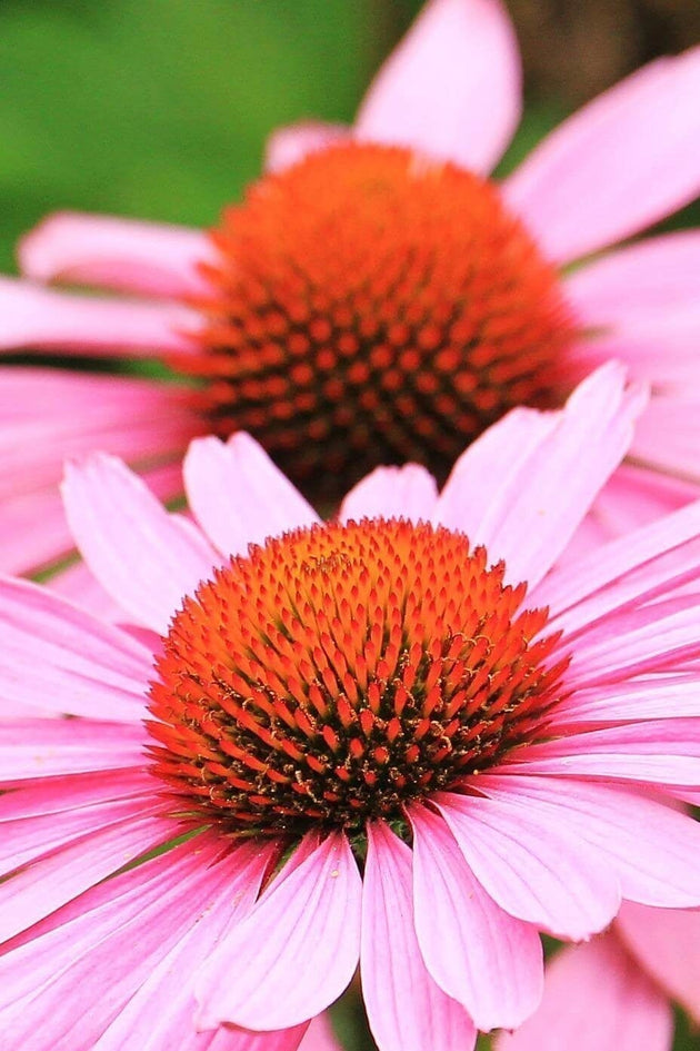 Zonnehoed (plant)  - Echinacea purpurea