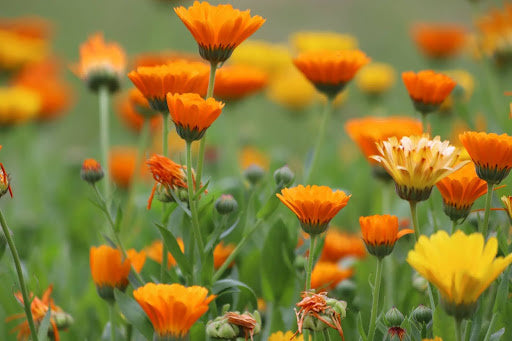 bloemen-zaaien-april