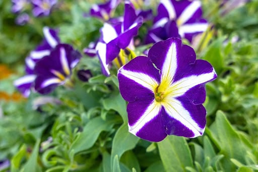 bloemen-zaaien-januari