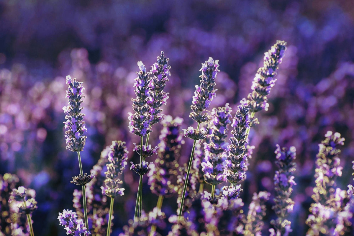 Geurende bloemen