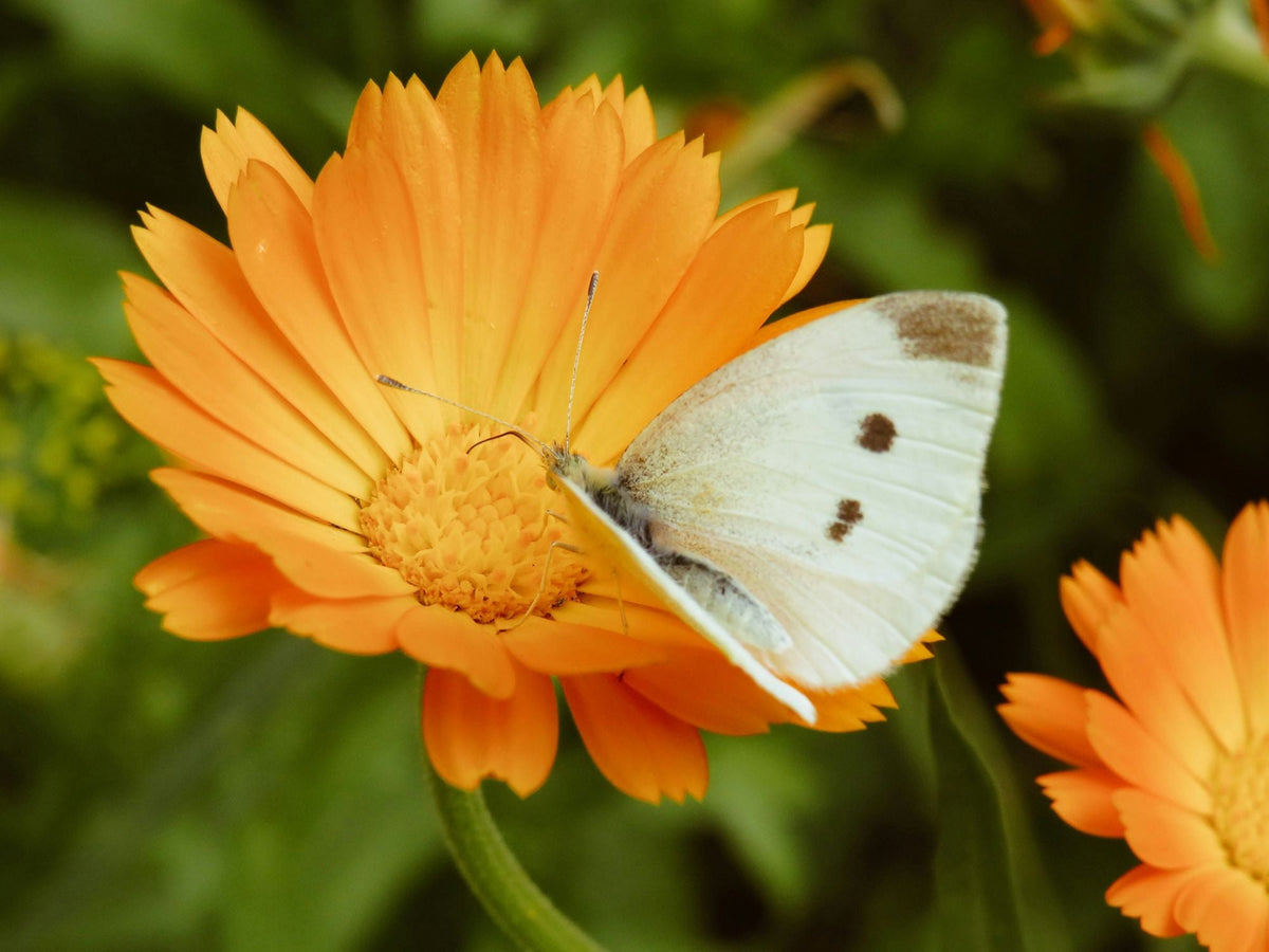 Plukbloemen & snijbloemen