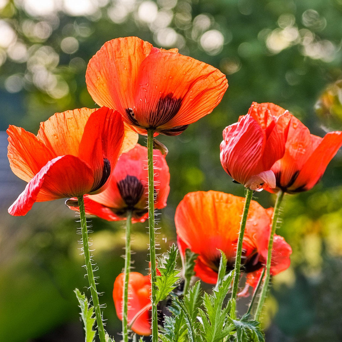 Inheemse bloemsoorten