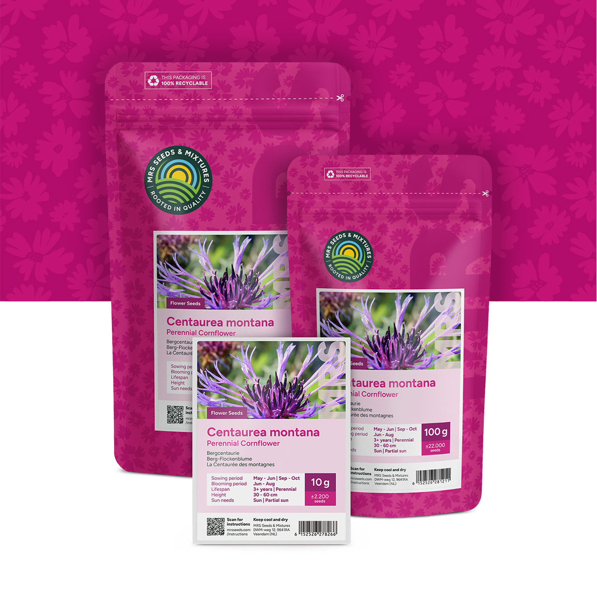 Bleuet des montagnes – Centaurea montana