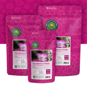 Nielle des blés – Agrostemma Githago Milas