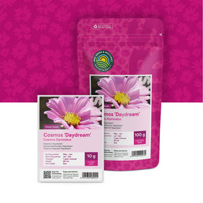 Cosmos Bipenné 'Daydream' – Cosmos bipinnatus