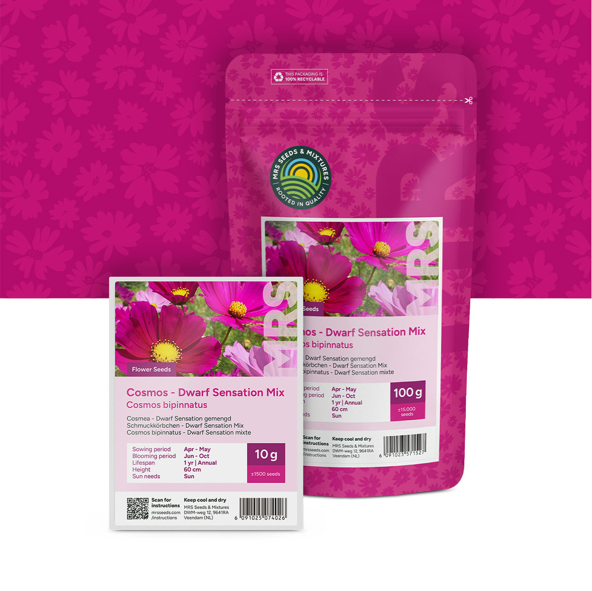 Cosmos bipinnatus 'Dwarf Sensation' mixte