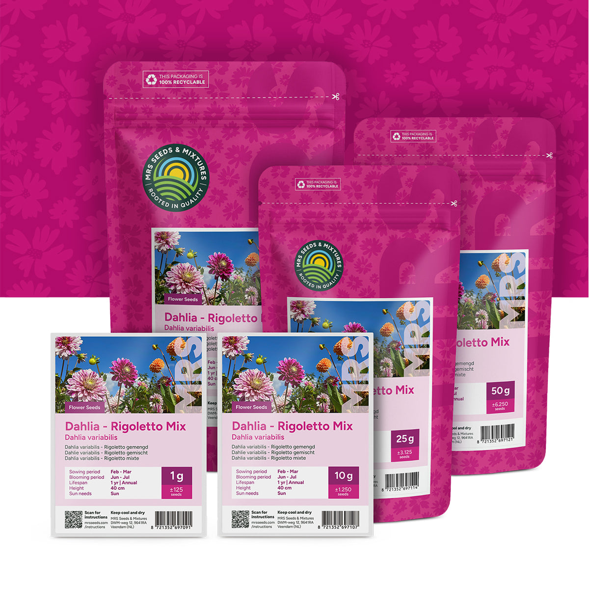 Dahlia Variabilis – Rigoletto mixte