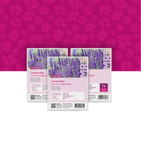 Lavande Vraie – Lavandula angustifolia