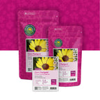Chrysanthème des Moissons – Chrysanthemum segetum