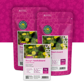 Crépide Bisannuelle – Crepis biennis