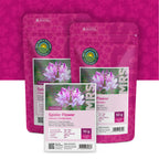 Cleome Spinosa 'Colour Fountain'