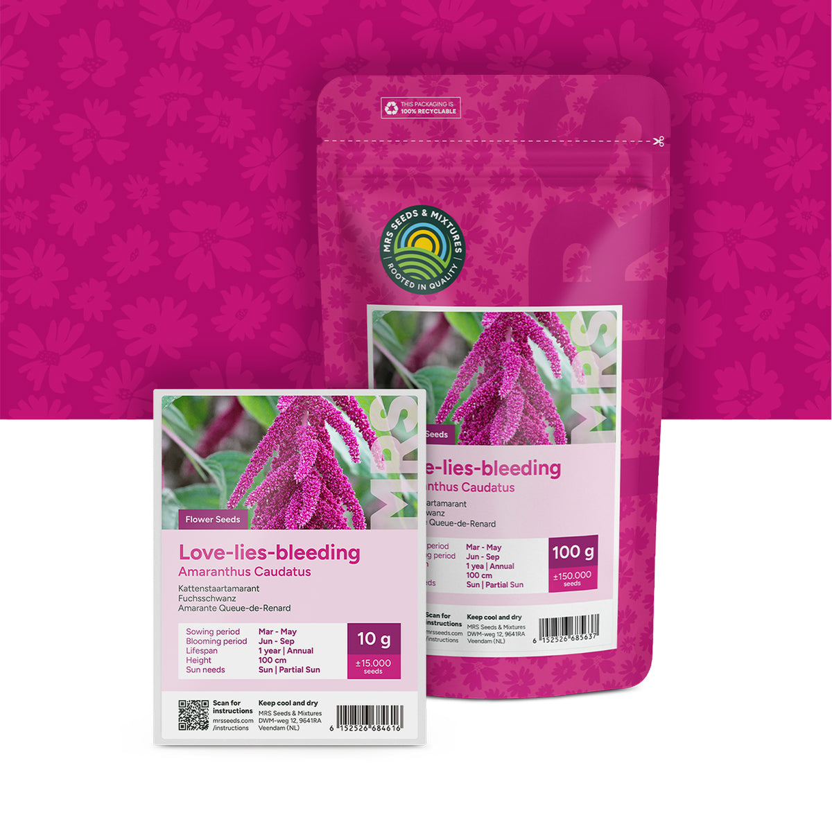 Amarante Queue-de-Renard – Amaranthus caudatus