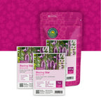 Liatris à épi – Liatris spicata