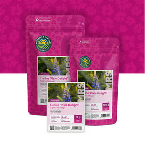 Lupin 'Pixie Delight' – Lupinus hartwegii
