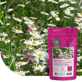 Mélange de leucanthemum 2 – indigène