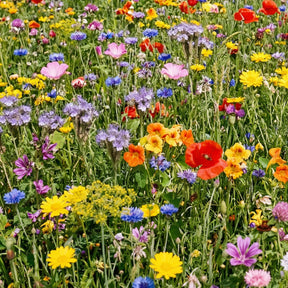 Mélange de fleurs pour papillons