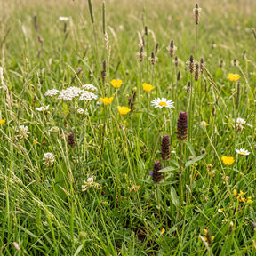 Type M1 – Prairies fleuries – annuelles et vivaces
