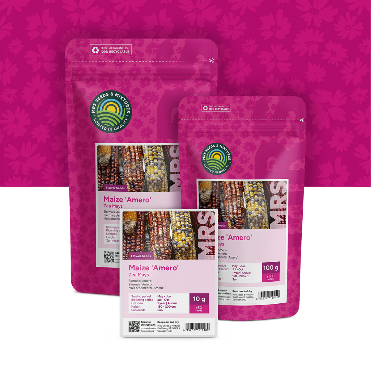 Maïs ornemental 'Amero' – Zea mays