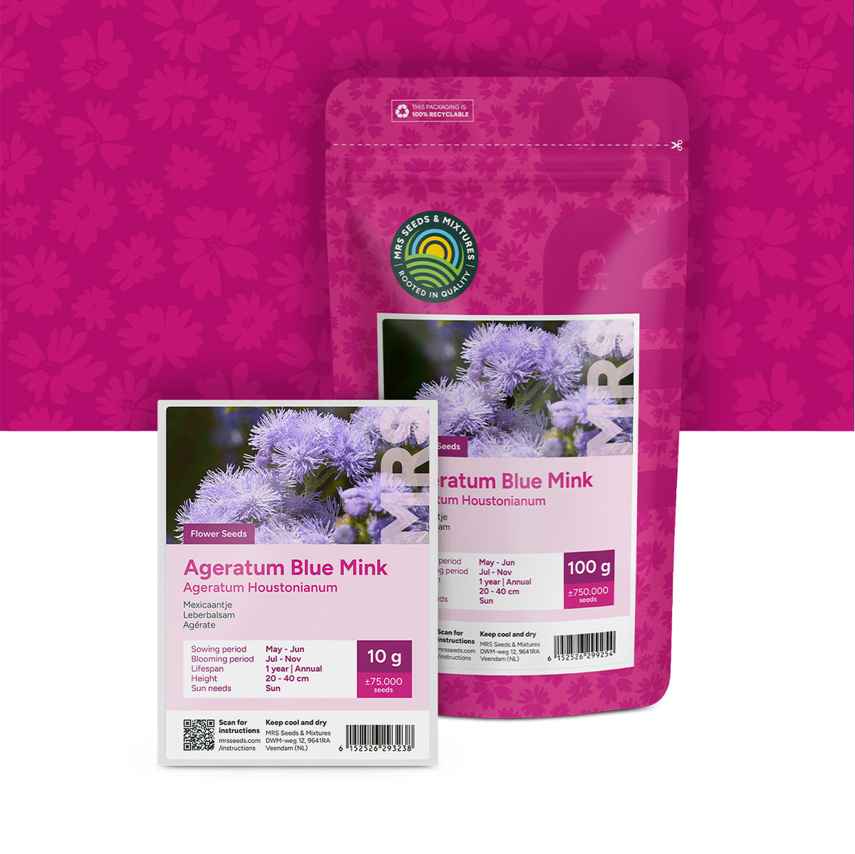 Agérate – Ageratum houstoniunum mix