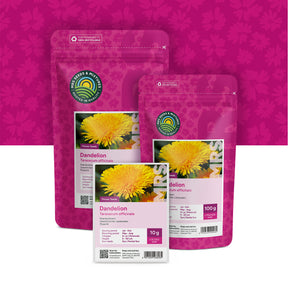 Pissenlit – Taraxacum officinale