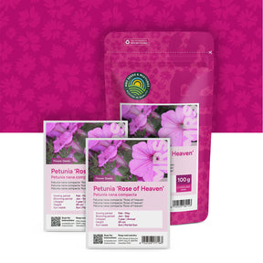 Pétunia nana compacta – Rose of Heaven