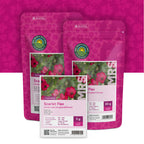 Lin rouge – Linum Rubrum Grandiflorum