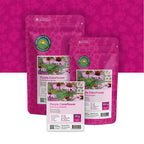 Échinacée pourpre – 'Echinacea purpurea'