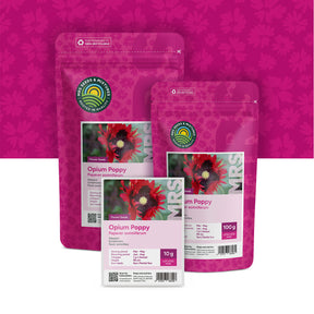 Pavot somnifère – Papaver Somniferum