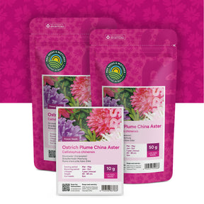 Plume d'autruche Aster d'été – mixte