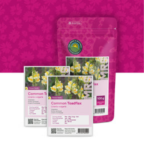 Linaire commune – Linaria vulgaris