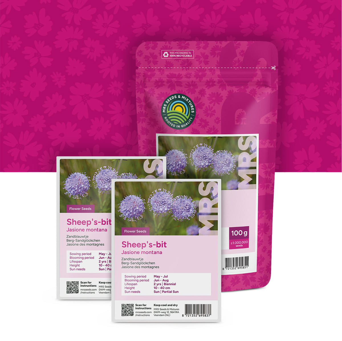 Jasione des montagnes – Jasione montana