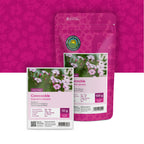 Saponaire officinale – Saponaria vaccaria