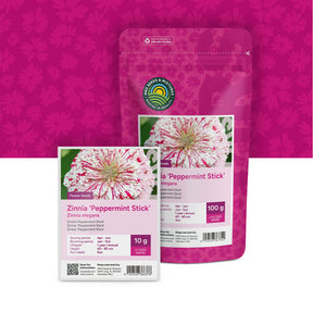 Zinnia elegans-Peppermint Stick