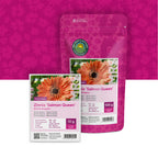 Zinnia elegans-Salmon Queen