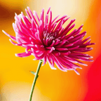 MRS Seeds & Mixtures Aster radieux - Callistephus chinensis [fr]