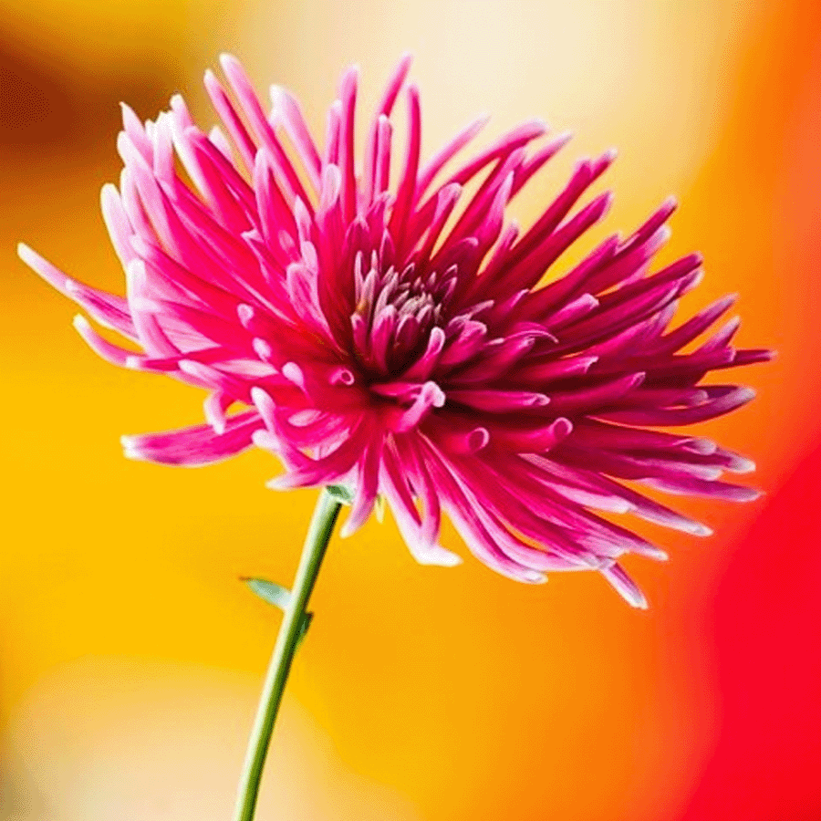 MRS Seeds & Mixtures Aster radieux - Callistephus chinensis [fr]