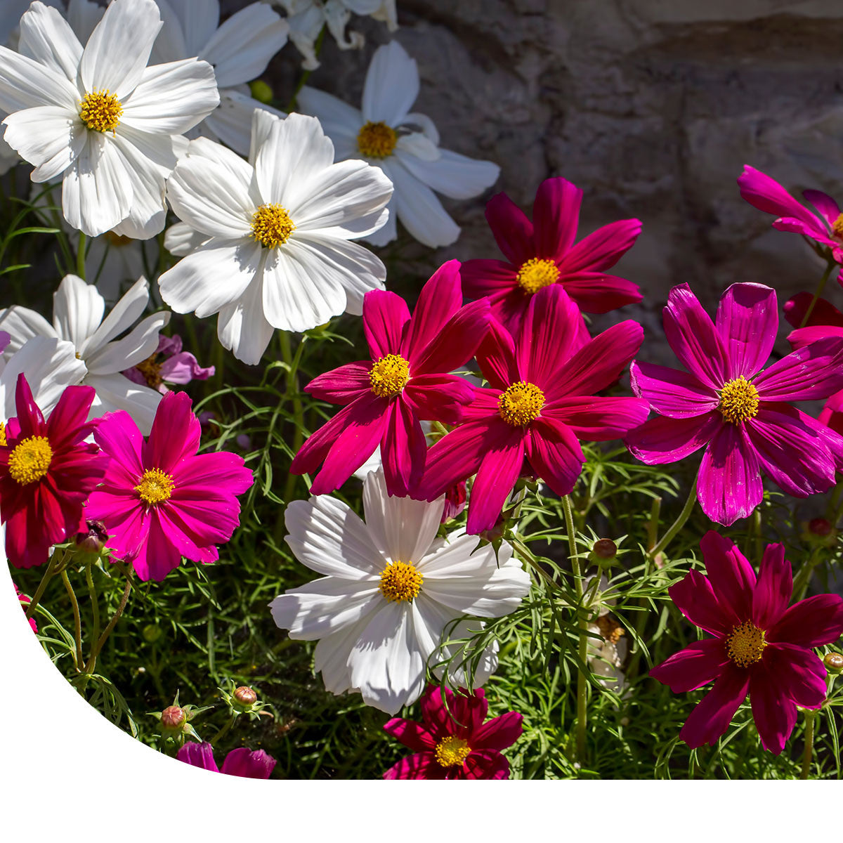MRS Seeds & Mixtures Cosmos bipenné - Cosmos Sensation Mix [fr]