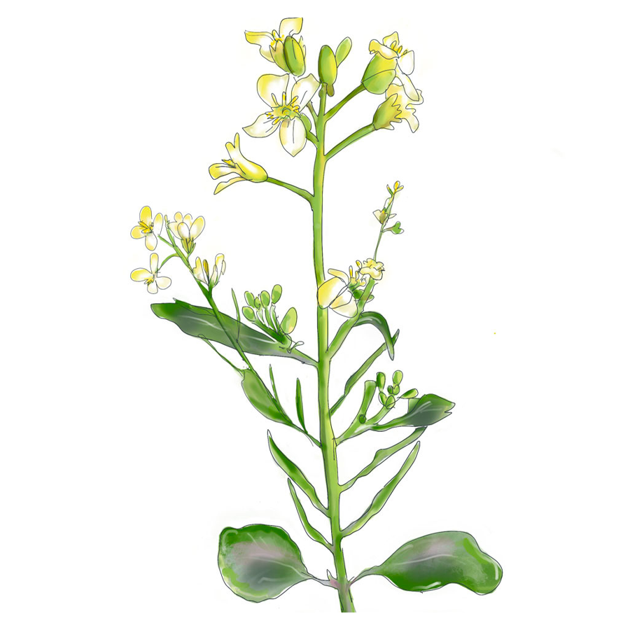 MRS Seeds & Mixtures Moutarde d'Abyssinie [fr]