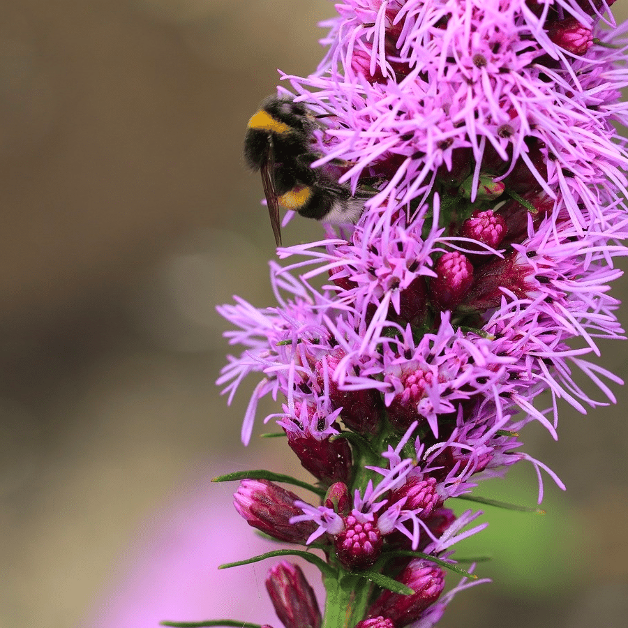 MRS Seeds & Mixtures Liatris à épi - Liatris spicata [fr]