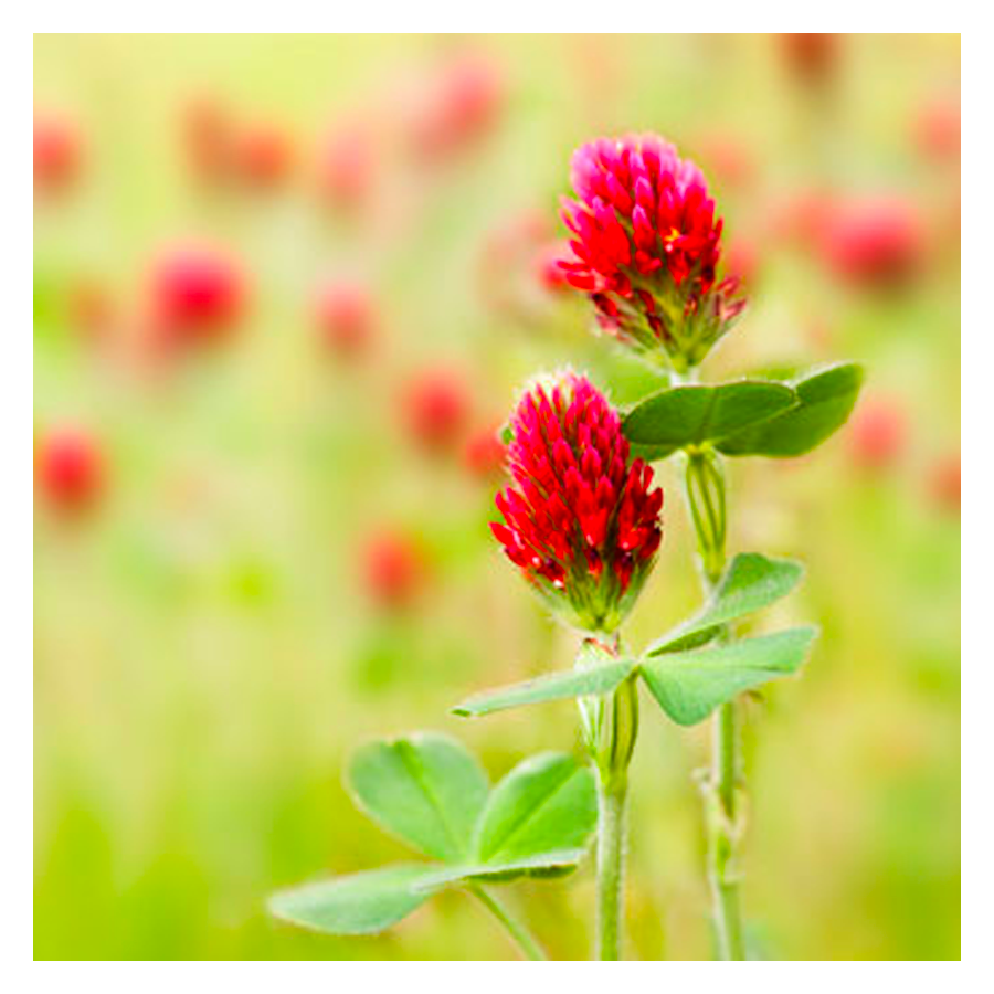 MRS Seeds & Mixtures Trèfle Incarnat - Trifolium incarnatum [fr]