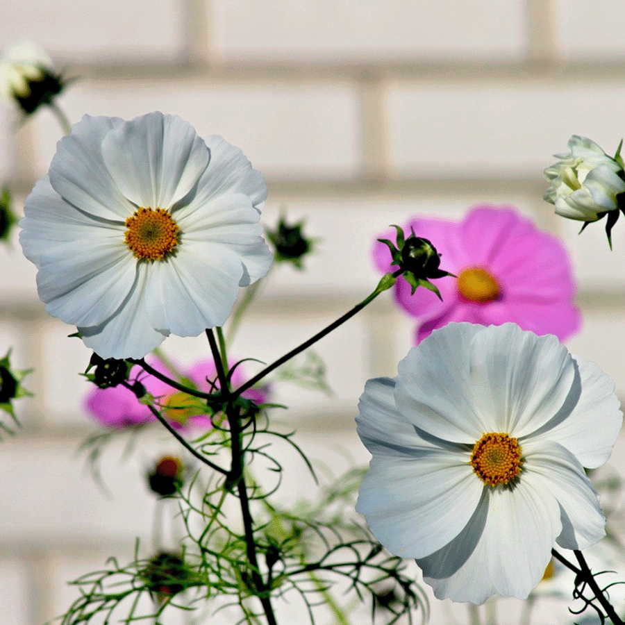 MRS Seeds & Mixtures Cosmos bipenné - Cosmos Sensation Mix [fr]