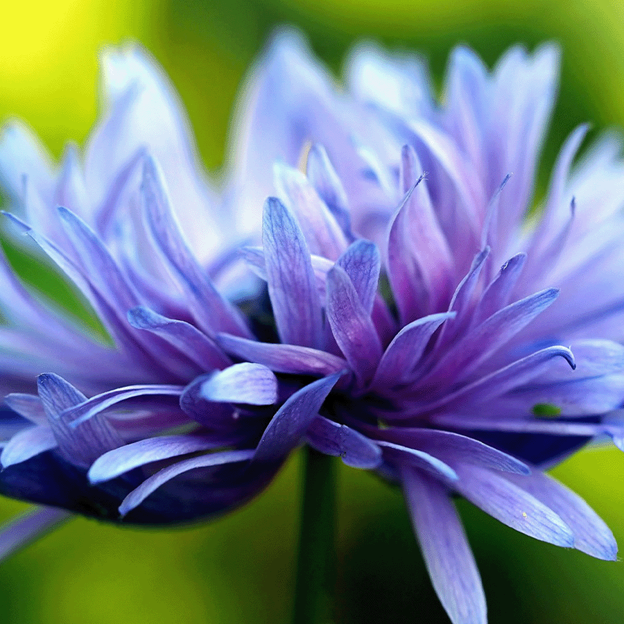 MRS Seeds & Mixtures Bleuet 'Frosted' mixte [fr]