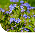 MRS Seeds & Mixtures Anchusa  - Anchusa capensis [fr]