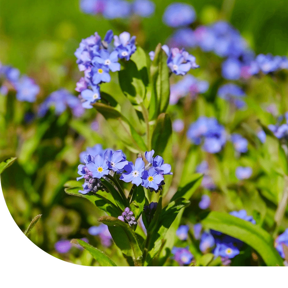 MRS Seeds & Mixtures Anchusa  - Anchusa capensis [fr]
